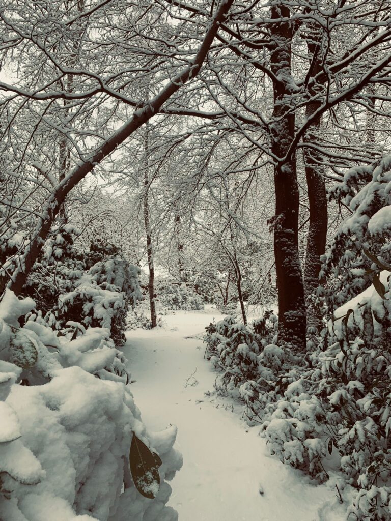 fotografia zasneženej cesty cez les v blízkosti kanála Basingstoke vo Wokingu