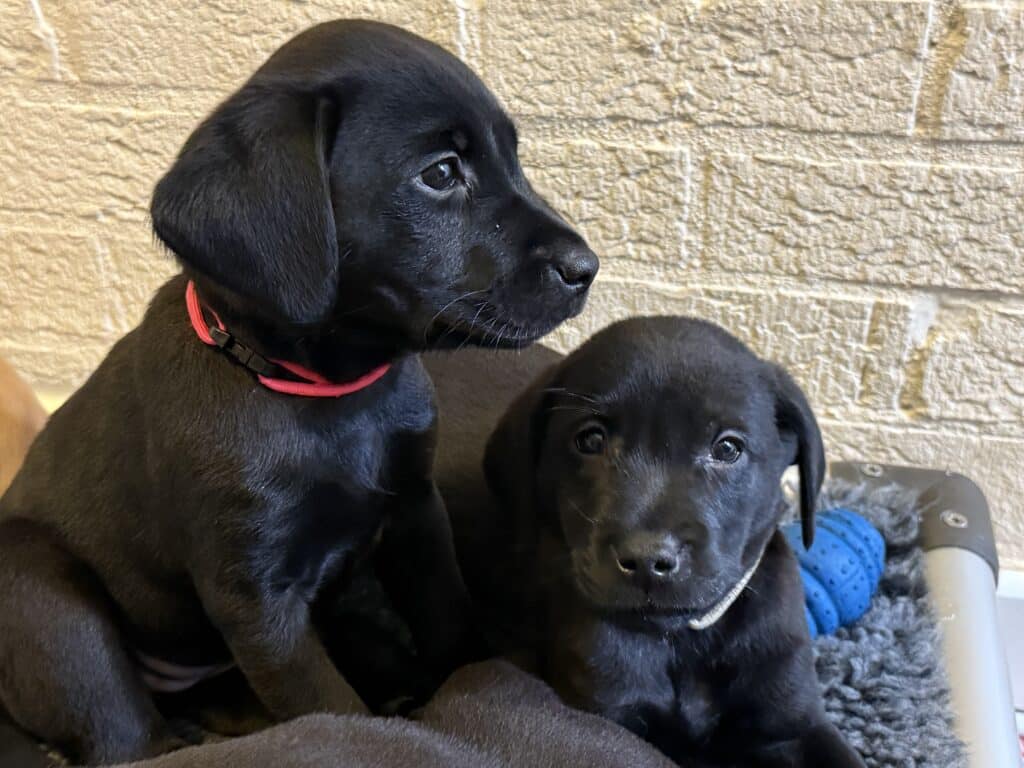 The picture shows two black Labrador puppies. The puppy on the left wears a red collar and is looking to the left. The second puppy, wearing a lighter-coloured collar, is lying down and looking straight at the camera.